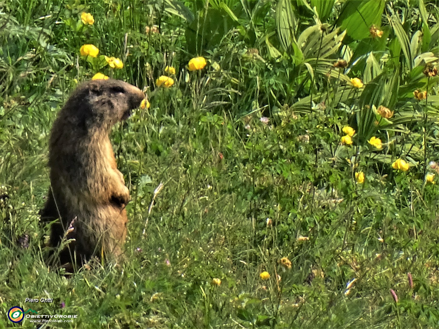 67 Marmotta in sentinella...fischiante  (zoom).JPG